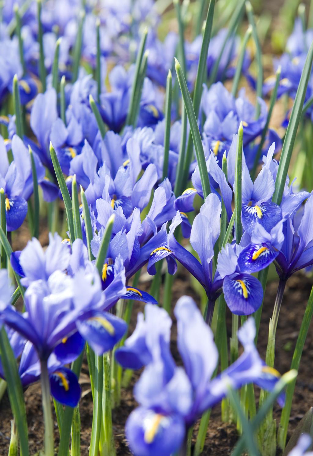 Dutch-iris