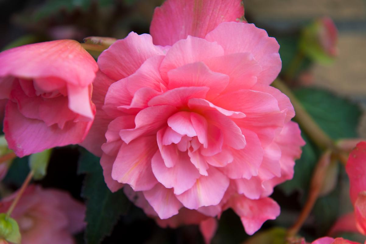 Tuberous-begonia